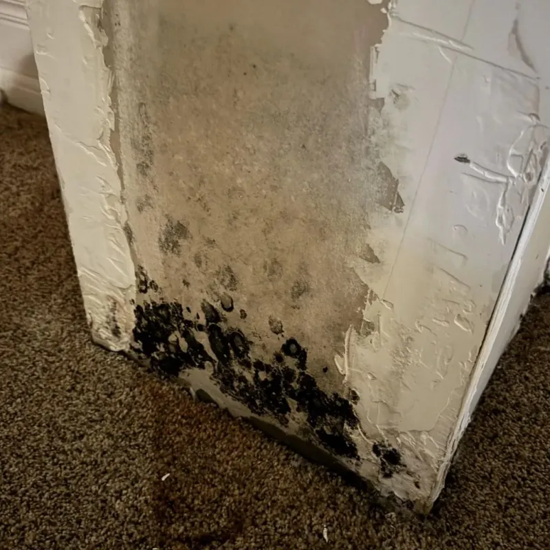 Professional Mold Removal in Sebree, KY